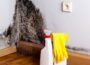 Things to Know Before Hiring Mold Removal Company 16